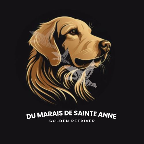 Chiot Golden Retriever Du Marais De Sainte Anne