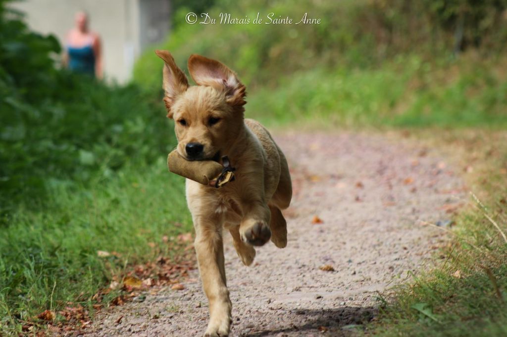 Du Marais De Sainte Anne - Chiots disponibles - Golden Retriever