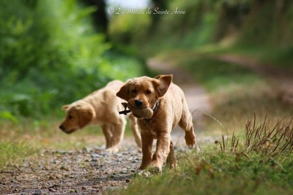 Du Marais De Sainte Anne - Chiots disponibles - Golden Retriever
